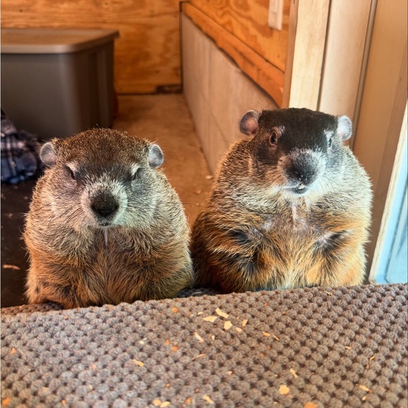 Meet your Posher, Amy - Picture 1 of 1